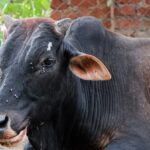 Unbekanntes Rinder-Virus trifft Wirtschaft hart